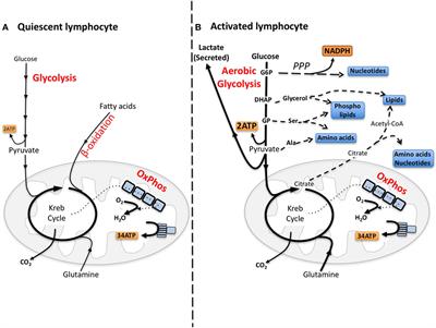 What Fuels Natural Killers? Metabolism and NK Cell Responses